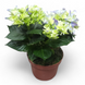 Гортензия синяя (Hydrangea macrophylla) д12 2276 фото 1