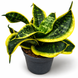Сансев&rsquo;єрія Ханні Торнадо (Sansevieria &lsquo;Hahnii Tornado&rsquo;) д9 3390 фото 1