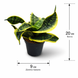 Сансев&rsquo;єрія Ханні Торнадо (Sansevieria &lsquo;Hahnii Tornado&rsquo;) д9 3390 фото 2
