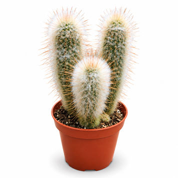 Клейстокактус Страусі (Cleistocactus strausii) д9 3491 фото