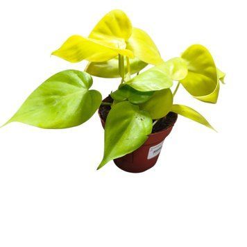 Філодендрон Неон (Philodendron &lsquo;Neon&rsquo;) д6 3391 фото