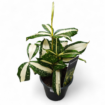 Драцена Мілкі Вей (Dracaena surculosa &lsquo;Milky Way&rsquo;) д12 3111 фото