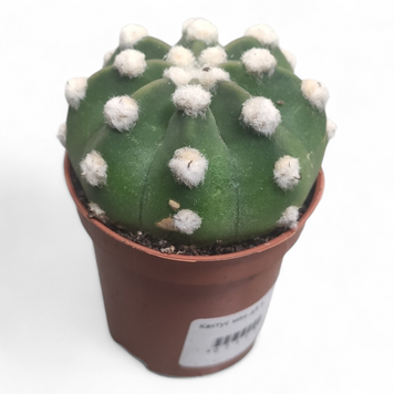 Ехинопсис Субденудата (Echinopsis subdenudata) д 5.5  3067 фото