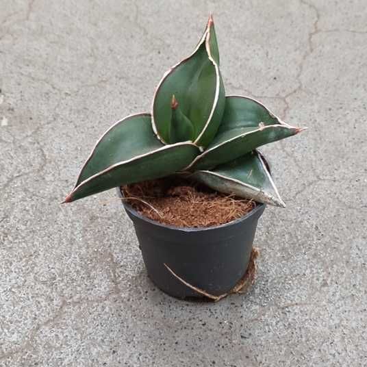 Купити Сансев'єрія Самурай (Sansevieria samurai) - Стильна