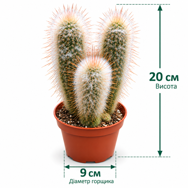 Клейстокактус Страусі (Cleistocactus strausii) д9 3491 фото