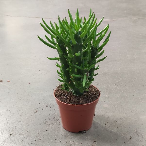 Кактус Аустроциліндропунція (Austrocylindropuntia subulata) д9 2609 фото
