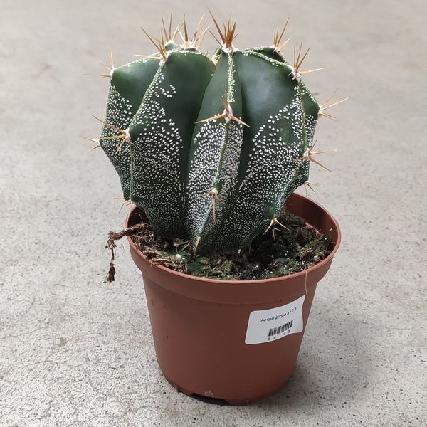 Астрофітум Орнатум (Astrophytum ornatum) 2169 фото