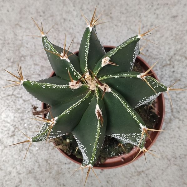 Астрофітум Орнатум (Astrophytum ornatum) 2169 фото