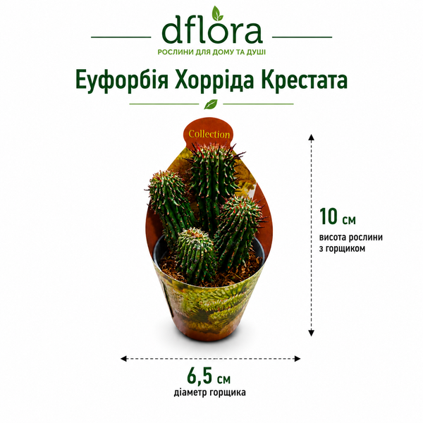 Еуфорбія Хорріда Крістата (Euphorbia horrida Cristata) д6.5 3273 фото