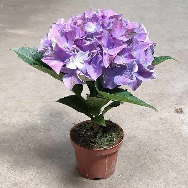 Гортензия синяя (Hydrangea macrophylla) д9 2252 фото
