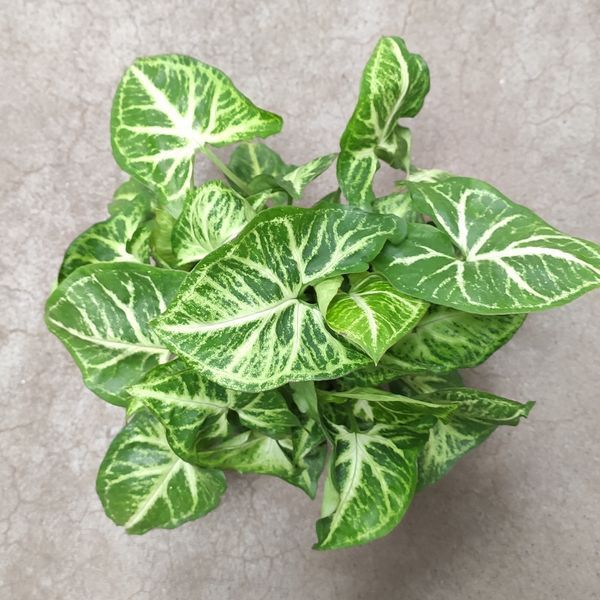 Сингониум Арроу (Syngonium podophyllum) 16 фото