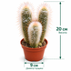 Клейстокактус Страусі (Cleistocactus strausii) д9 3491 фото 2