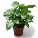 Сингониум Арроу (Syngonium podophyllum) 16 фото 1