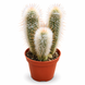 Клейстокактус Страусі (Cleistocactus strausii) д9 3491 фото 1