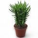 Кактус Аустроциліндропунція (Austrocylindropuntia subulata) д9 2609 фото 1