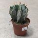 Астрофітум Орнатум (Astrophytum ornatum) 2169 фото 2
