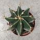 Астрофітум Орнатум (Astrophytum ornatum) 2169 фото 4