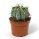 Астрофітум Орнатум (Astrophytum ornatum) 2169 фото 1