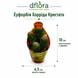 Еуфорбія Хорріда Крістата (Euphorbia horrida Cristata) д6.5 3273 фото 2