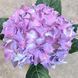Гортензия синяя (Hydrangea macrophylla) д9 2252 фото 3