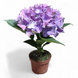 Гортензия синяя (Hydrangea macrophylla) д9 2252 фото 1