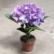 Гортензия синяя (Hydrangea macrophylla) д9 2252 фото 2