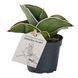 Сансевиерия Самурай (Sansevieria samurai) д6 2024 фото 1