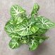 Сингониум Арроу (Syngonium podophyllum) 16 фото 3