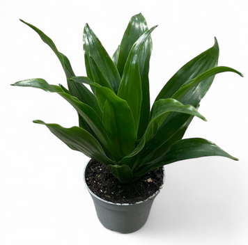 Драцена Рікі (Dracaena &lsquo;Riki&rsquo;) д6 3068 фото