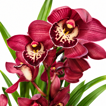 Орхідея Цимбідіум на 3 квітконоси (Cymbidium) 3492 фото
