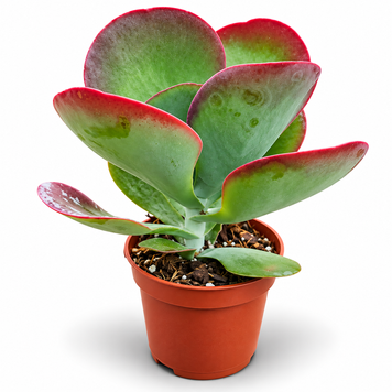 Каланхое тирсифлора (Kalanchoe thyrsiflora) д10.5 1744 фото