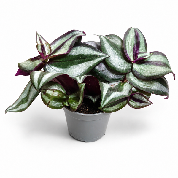 Традесканция зебрина (Tradescantia zebrina) 3393 фото
