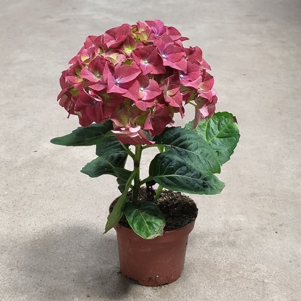 Гортензия Красная(Hydrangea macrophylla) д9 2251 фото