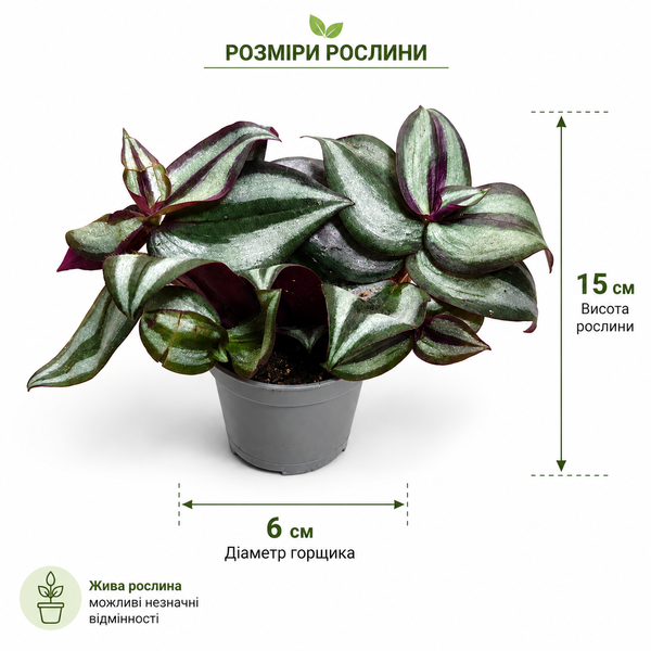 Традесканция зебрина (Tradescantia zebrina) 3393 фото