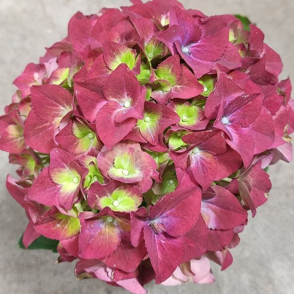 Гортензия Красная(Hydrangea macrophylla) д9 2251 фото