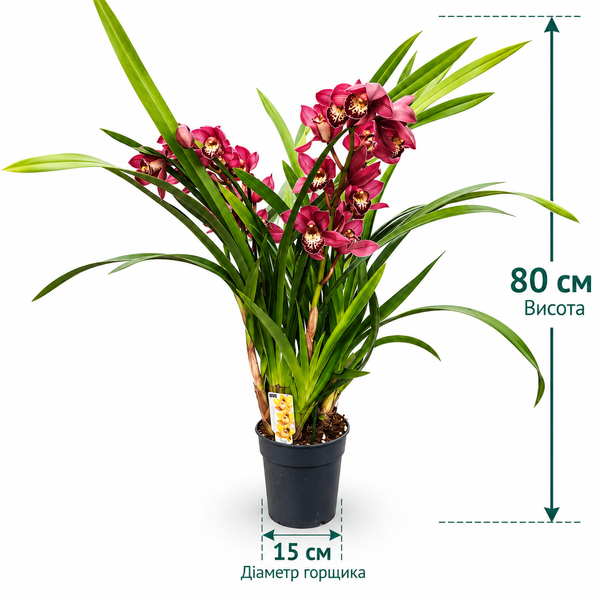 Орхідея Цимбідіум на 3 квітконоси (Cymbidium) 3492 фото