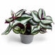 Традесканция зебрина (Tradescantia zebrina) 3393 фото 1