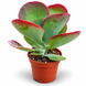 Каланхое тирсифлора (Kalanchoe thyrsiflora) д10.5 1744 фото 1