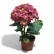 Гортензия Красная(Hydrangea macrophylla) д9 2251 фото 1