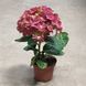 Гортензия Красная(Hydrangea macrophylla) д9 2251 фото 2