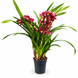Орхідея Цимбідіум на 3 квітконоси (Cymbidium) 3492 фото 2