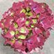 Гортензия Красная(Hydrangea macrophylla) д9 2251 фото 3