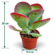 Каланхое тирсифлора (Kalanchoe thyrsiflora) д10.5 1744 фото 2
