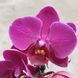 Фаленопсис Мултифлтра 1201 фото 1