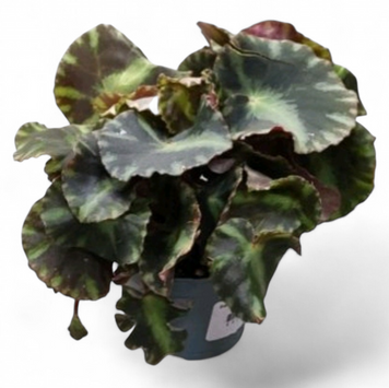 Бегонія Клеопатра (Begonia Cleopatrae) д6 3069 фото