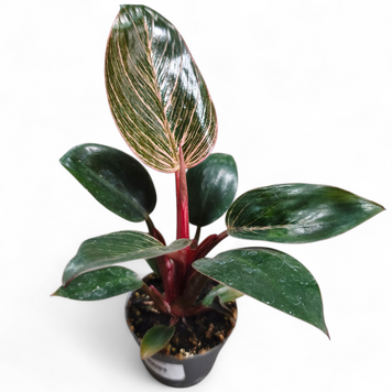 Філодендрон Пінк Бікіні (Philodendron &lsquo;Pink Bikini&rsquo;) д6 3113 фото