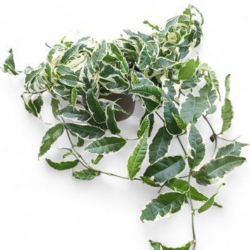Фікус Сагіттата (Ficus sagittata) 2656 фото