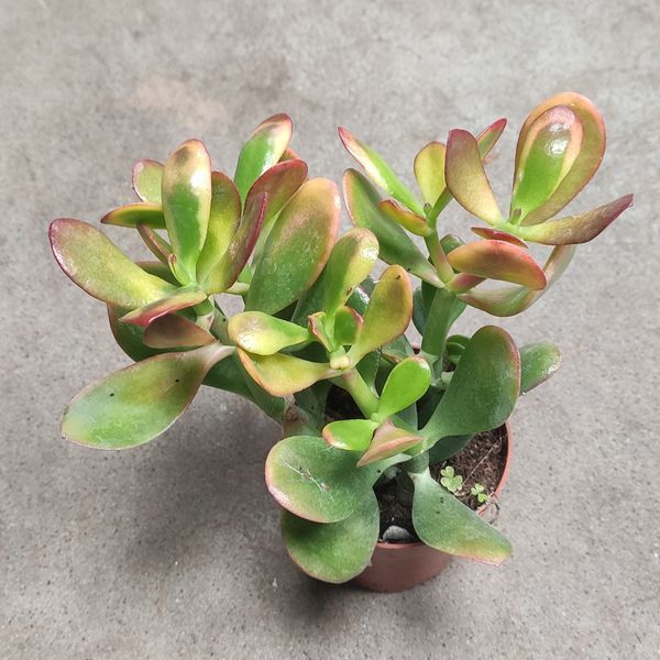 Крассула Сансет (Crassula Sunset) д10.5  2611 фото