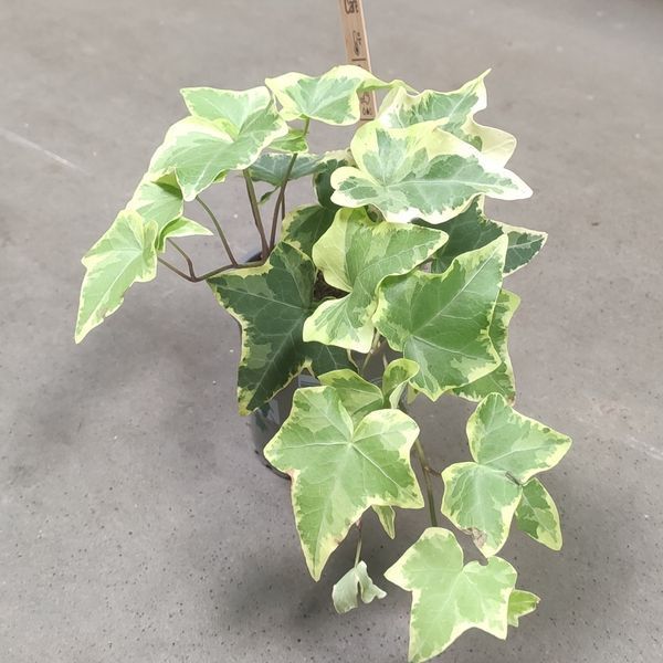 Плющ Хедера Варієгантний (Hedera helix variegata) д9 591 фото