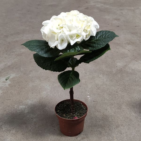 Гортензия Белая (Hydrangea macrophylla) д9 2250 фото